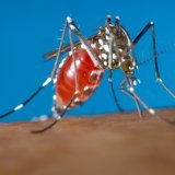 Le virus du chikungunya est transmis par la femelle du moustique tigre (Aedes albopictus), mais aussi par sa cousine du genre aegypti. (archive)